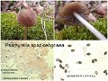 Psathyrella spadiceogrisea-amf1583-1